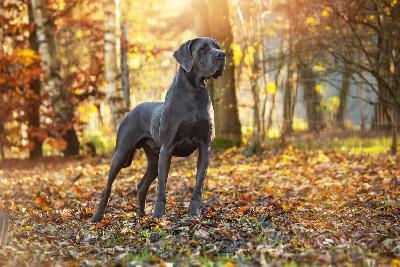 Vegas von der Wolfshoehle