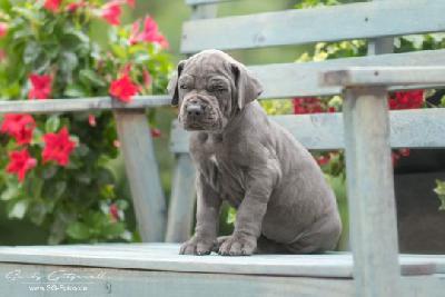 Van Gogh von der Wolfshhle