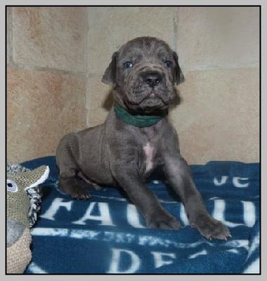 Victor-Thorwyn von der Wolfsh�hle