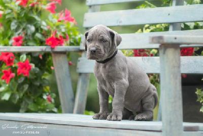 Vroni von der Wolfshhle