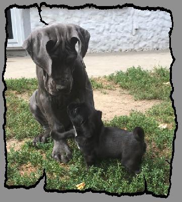 Vroni von der Wolfshhle