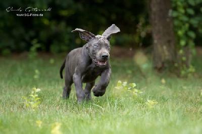 Viva la Revolution von der Wolfsh�hle