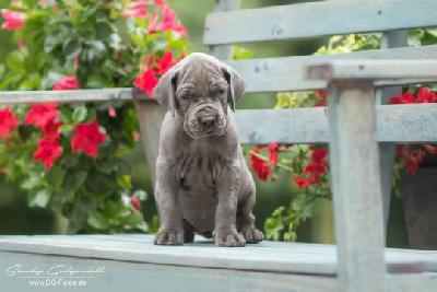 Vintage von der Wolfsh�hle