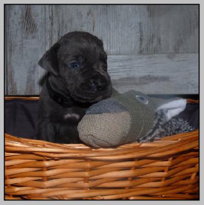 Vleddermaus von der Wolfsh�hle