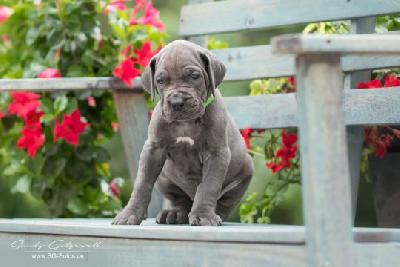 Vleddermaus von der Wolfsh�hle