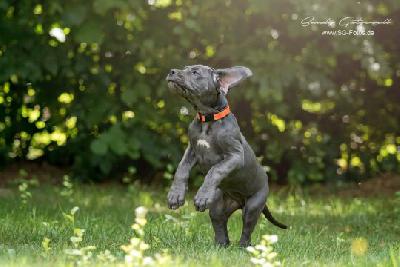 Vleddermaus von der Wolfshhle