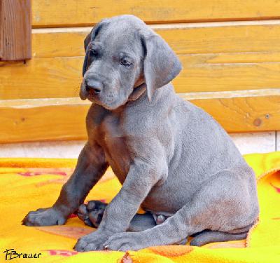 Querkopf Vom Edersee