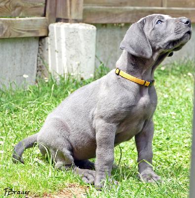 Queen Anne Vom Edersee