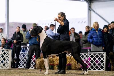 Ch Morani del Castello delle Rocche