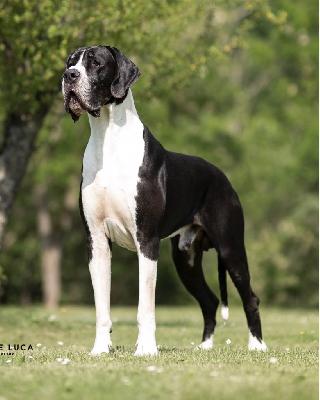 Ch Morani del Castello delle Rocche