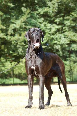 King-Hankock of European Great Stars