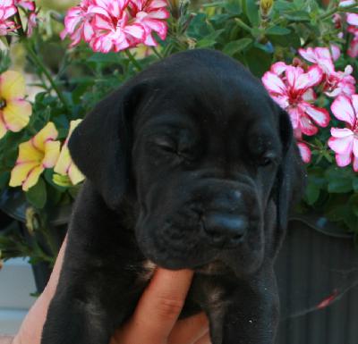 Nanouk vom Hause R�sch