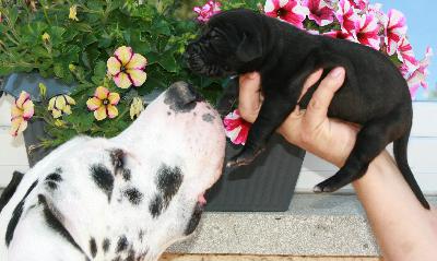 Nanouk vom Hause R�sch