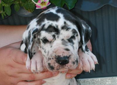 No Name vom Hause R�sch