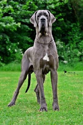 E-Jan Serce Moloseum