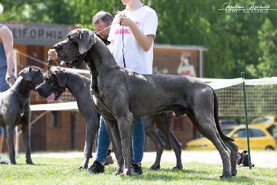 Ch Ippon della Baia Azzurra