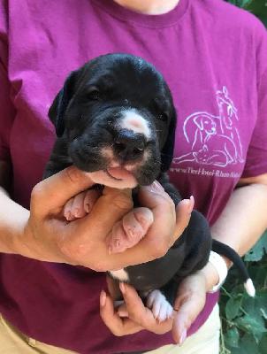 Riddick Von Schlesien