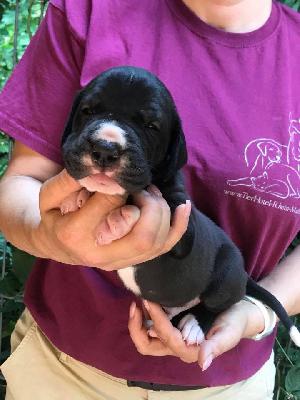 Riddick Von Schlesien