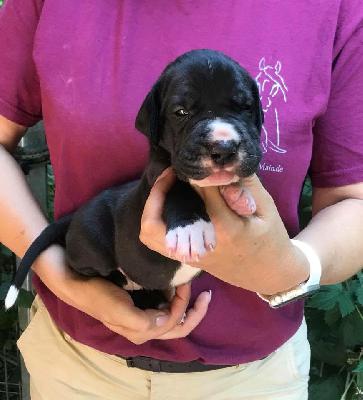 Riddick Von Schlesien