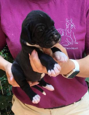 Regina Von Schlesien