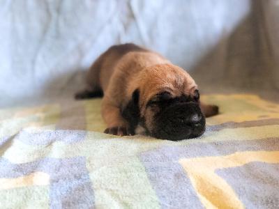 Findling Vom Hause Wagner