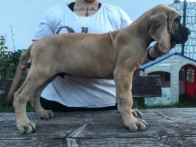 Findling Vom Hause Wagner