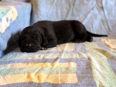 Fisimatent Vom Hause Wagner