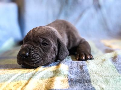 Fundskerl Vom Hause Wagner