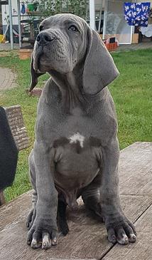 Fundskerl Vom Hause Wagner