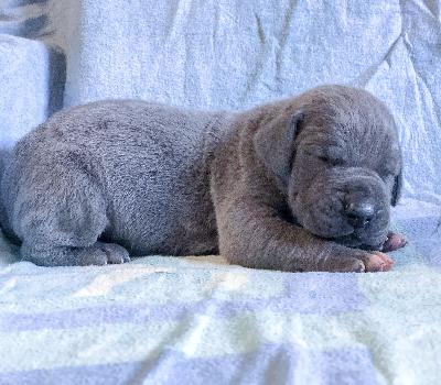 Flappes Vom Hause Wagner