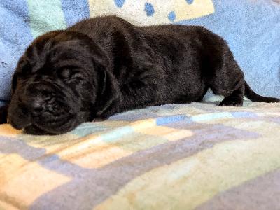 Frulein Schneider Vom Hause Wagner