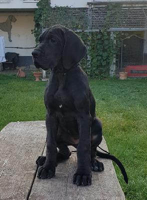 Fassungslose Vom Hause Wagner