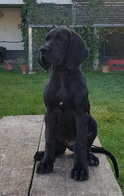 Fassungslose Vom Hause Wagner