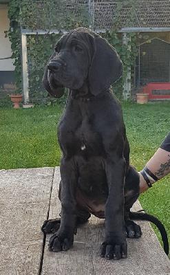 Fassungslose Vom Hause Wagner