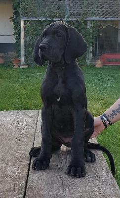 Fassungslose Vom Hause Wagner