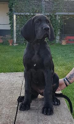 Fassungslose Vom Hause Wagner