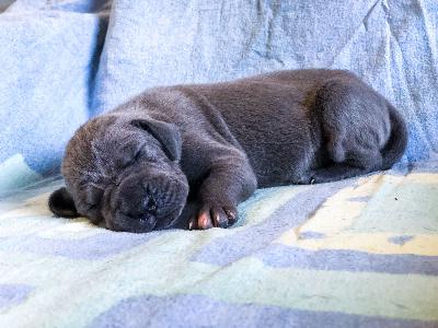 Feministin Vom Hause Wagner