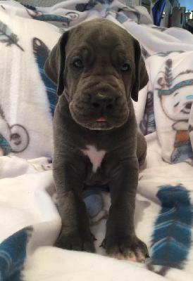 Quintus vom Ysenburger Bergland