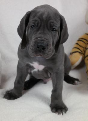 Quintus vom Ysenburger Bergland