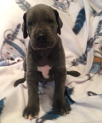 Quinton vom Ysenburger Bergland