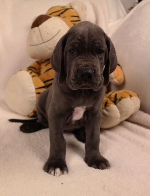 Quentin vom Ysenburger Bergland