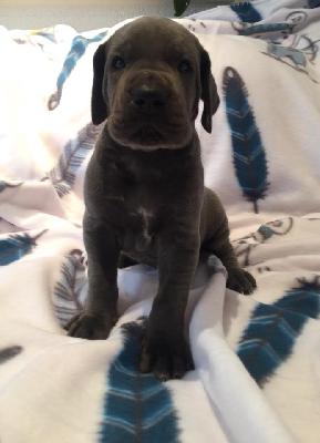 Quincy vom Ysenburger Bergland