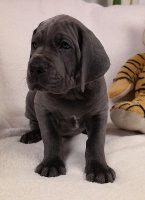 Quincy vom Ysenburger Bergland