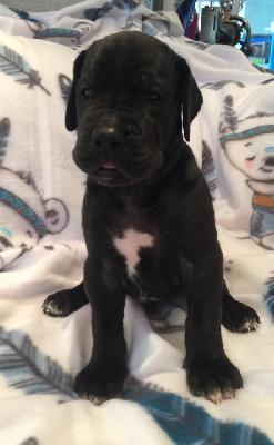 Quanero vom Ysenburger Bergland