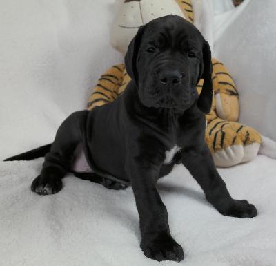 Quanero vom Ysenburger Bergland