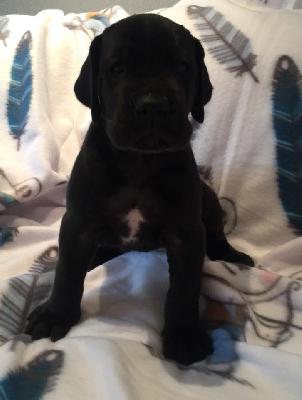 Quischa vom Ysenburger Bergland