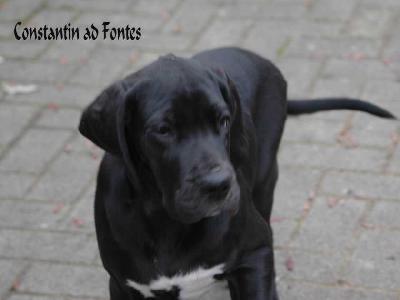 Constantin ad Fontes