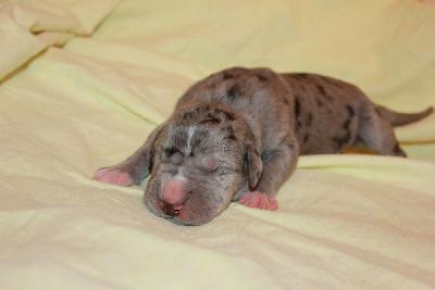 Justus vom Hause Rawert