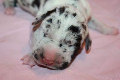 Jelle vom Hause Rawert