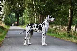 Jelle vom Hause Rawert